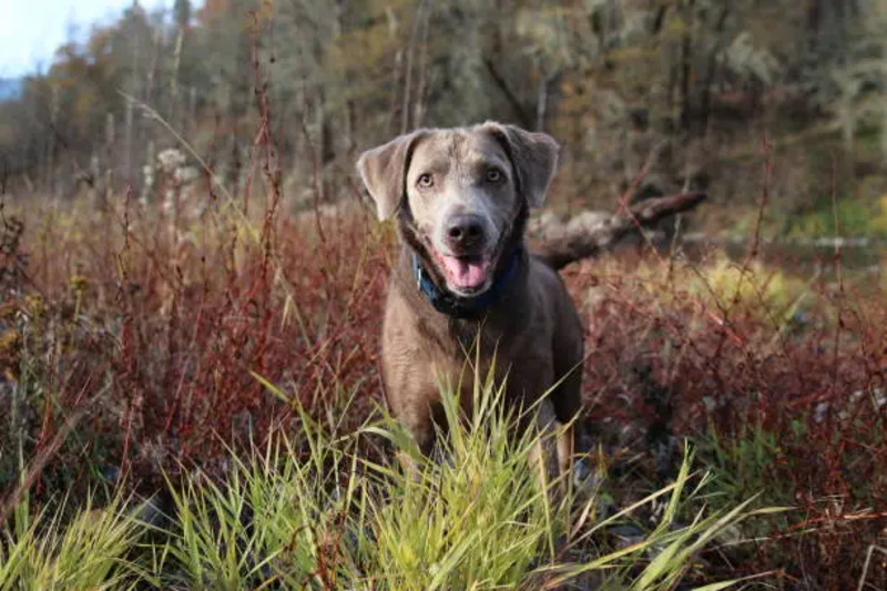 A senior dog resting comfortably, suggesting joint care